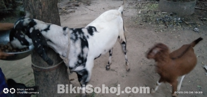 বড় খাসি ছাগল